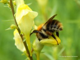 Ackerhummel