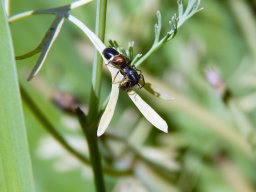 Ameisenspinne_Tier_des_Jahres_2019