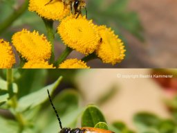 Efeu-Seidenbiene-und-Pelzbienen-lkfer