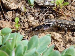 Eidechse_frisst_kleine_Nacktschnecke