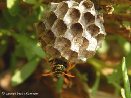 Feldwespe_mit_Nest