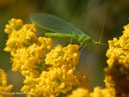 Florfliege_auf_echtem_Labkraut