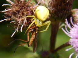 Gelbe_Krabbenspinne_mit_Beute