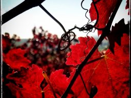 Goldener_Oktober_kleidet_sich_in_Rot