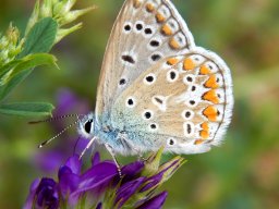 Hauhechel-Bluling