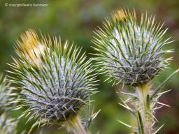 Knospen_der_groen_Klette