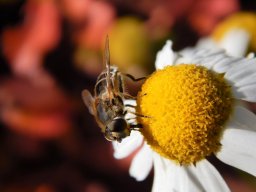 Mittlere_Keilfleckschwebfliege