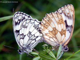 Paarung_der_Schachbrettfalter_-_Schmetterling_des_Jahres_2019