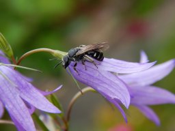 Sandbiene_auf_Acker-Glockenblume