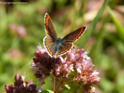 Sonnenrschen-Bluling