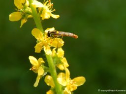 Stiftschwebfliege_auf_Odermennig