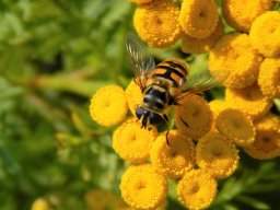 Totenkopf_Schwebfliege