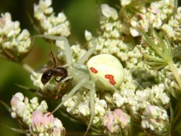 Vernderliche_Krabbenspinne_-_der_Mhrenblte_mit_roter_Mitte_farblich_angepasst