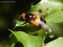 Waldschwebfliege