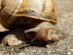 Weinbergschnecke