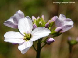 Wiesenschaumkraut