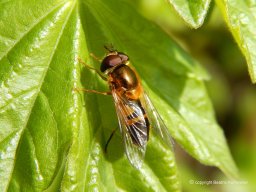 Zweiband-Wiesenschwebfliege