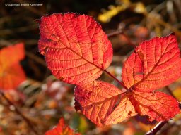 herbstliches-Brombeerblatt