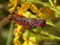 pinkfarbener-Grashpfer